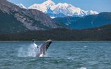 A breaching whale is one of the many animals you can see on Holland America's 175+ wildlife and wilderness tours