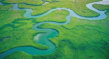 Mangroves along the Gambia River.