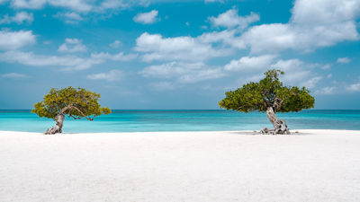 Fofoti trees at Eagle Beach on Aruba. Aruba has implemented a $20 sustainability fee per person for visitors arriving by air.