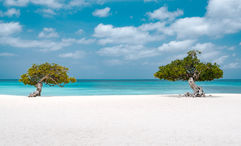 Fofoti trees at Eagle Beach on Aruba. Aruba has implemented a $20 sustainability fee per person for visitors arriving by air.