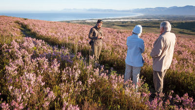 At the Grootbos Private Nature Reserve in South Africa's Cape Floral Kingdom, guests are invited to go out with the entomologists on the reserve to help gather footage and recording sightings.