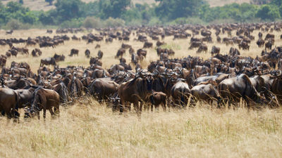 Hundreds of wildebeest in the midst of the Great Migration. Officials say recent flooding in the Masai Mara will not prevent visitors from viewing this year's migration season.