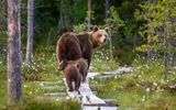 Holland America excursions have ample opportunities to see the Alaska "big 5," like this mama bear and her cubs