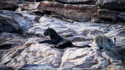 The Suyian Conservancy is home to an impressive array of species, including rare black leopards.