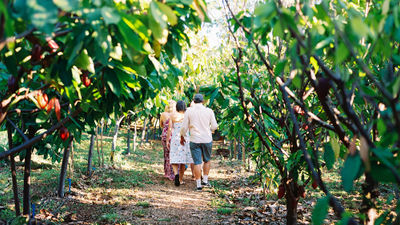 The Maui Chocolate Tour gives visitors a chance to see a private cacao farm in the West Maui mountains.