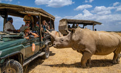 Nat Hab guests and Northern White Rhino, Ol Pejeta Private Conservancy, Kenya.