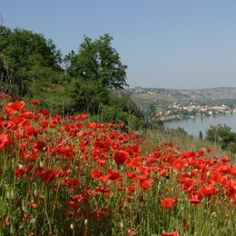 Rhone River Cruises