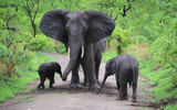 Seeing the Big Five in Malawi