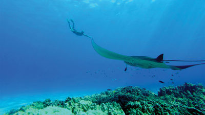 A snorkeler and a manta ray off the coast of Kona.